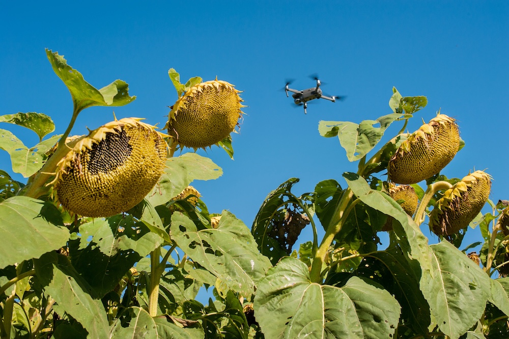 deteccion de plagas dron
