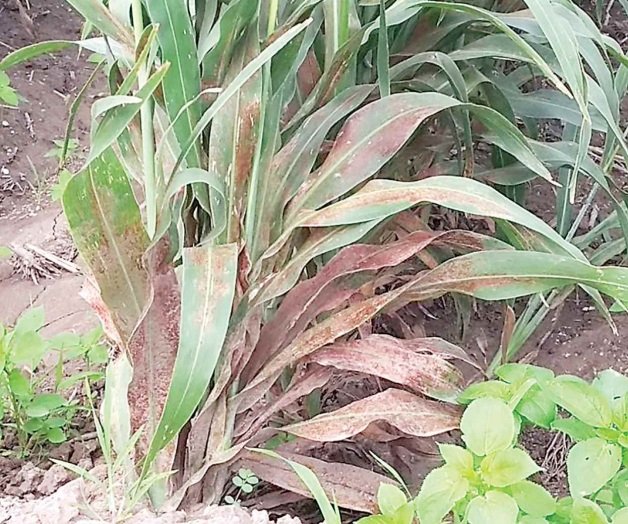 cultivo de maiz con arana roja 1
